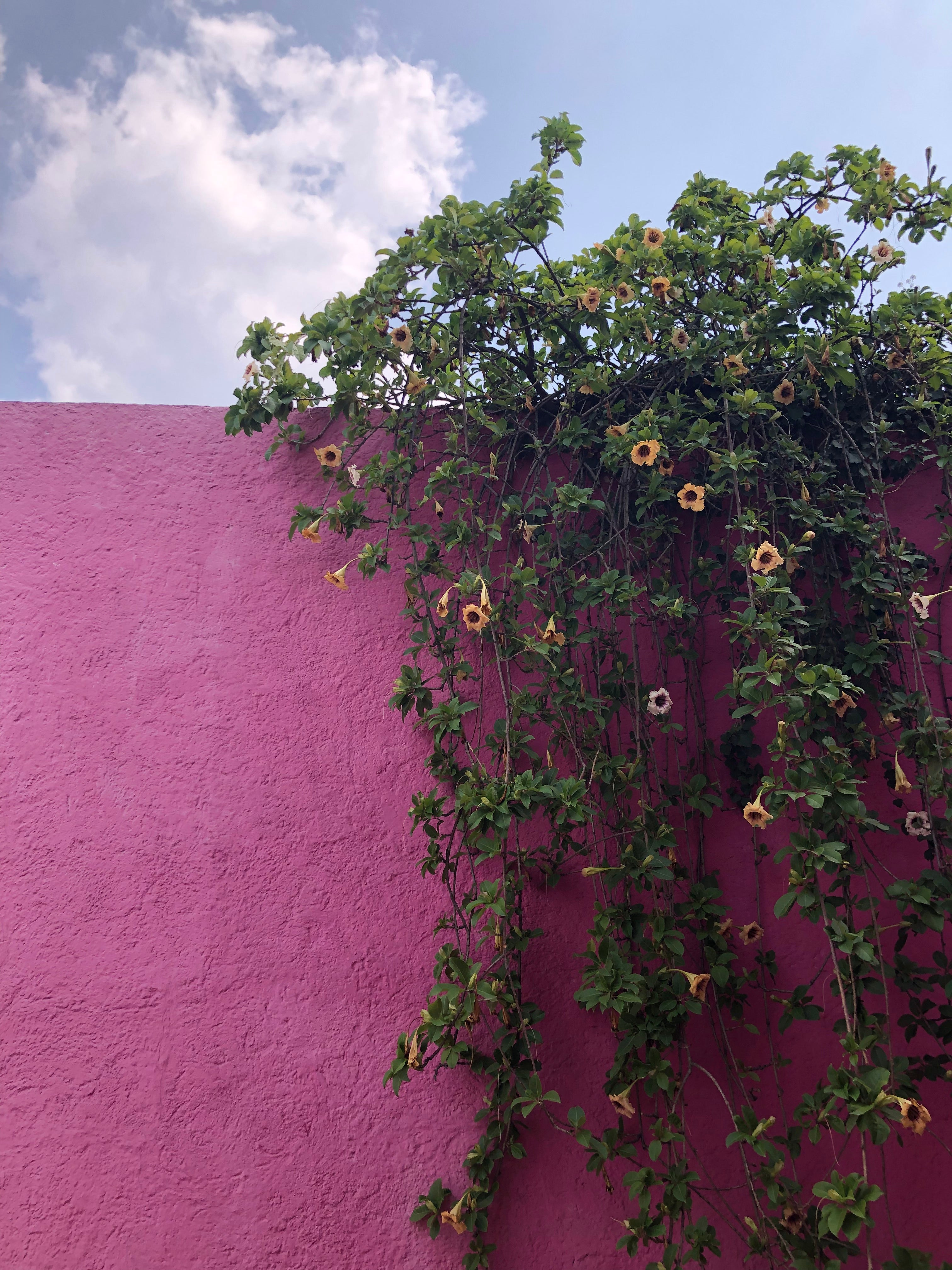 OZMA Travels: A Weekend in Mexico City